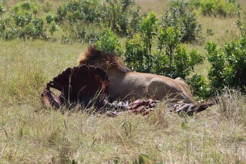 Masai Mara Packages 2 Kenya safari packages from India - Lion