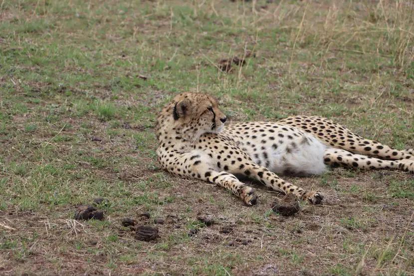 Masai Mara Tours from Mumbai - The Complete Guide 3 Masai Mara Tours from Mumbai - Cheetah