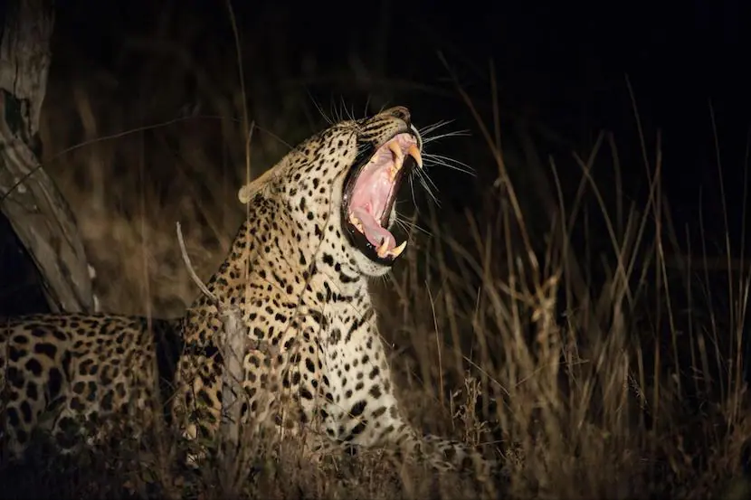 Kenya Travel Company - Leopard