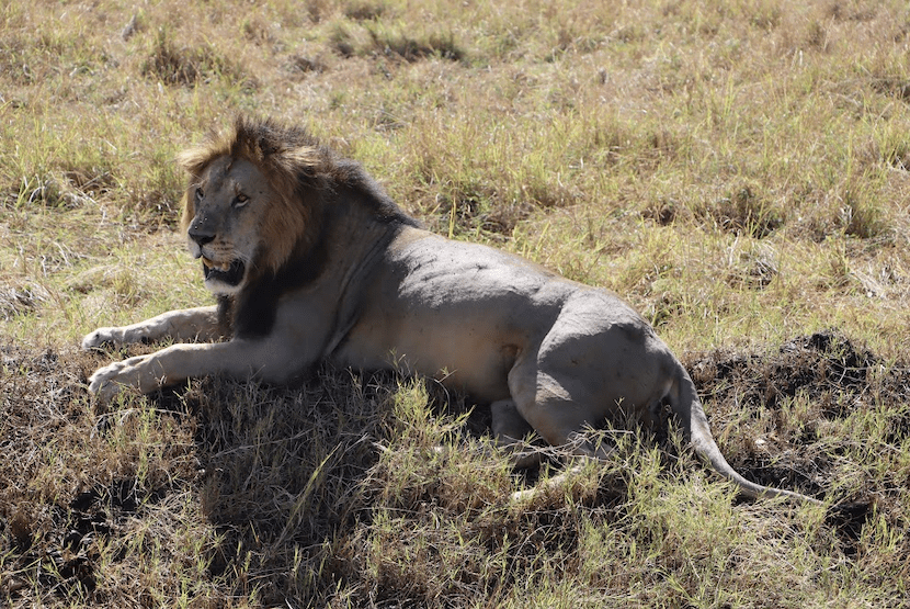 Lion - Maasai Mara