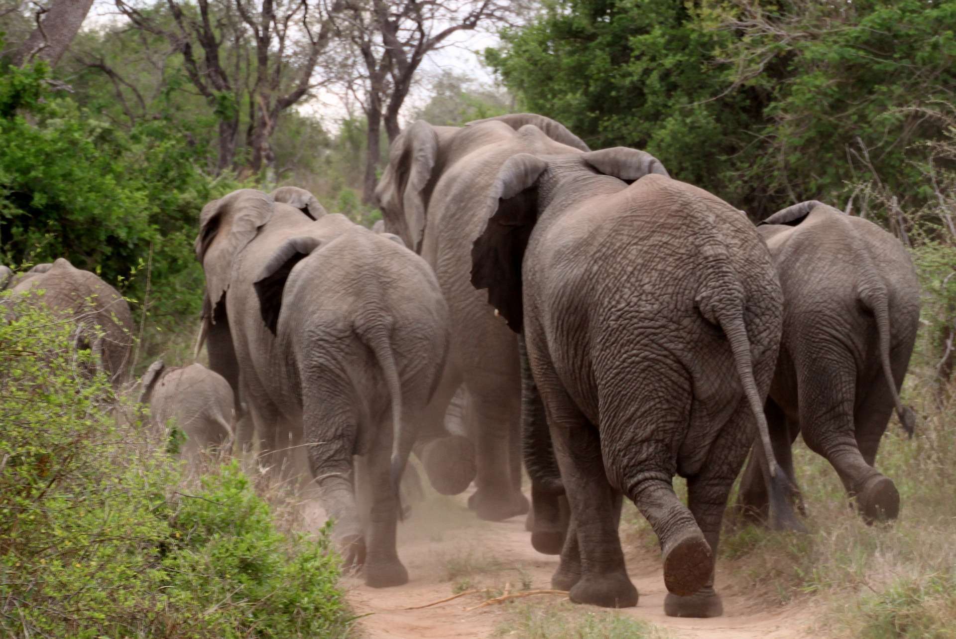 Elephants in National Park in Africa
