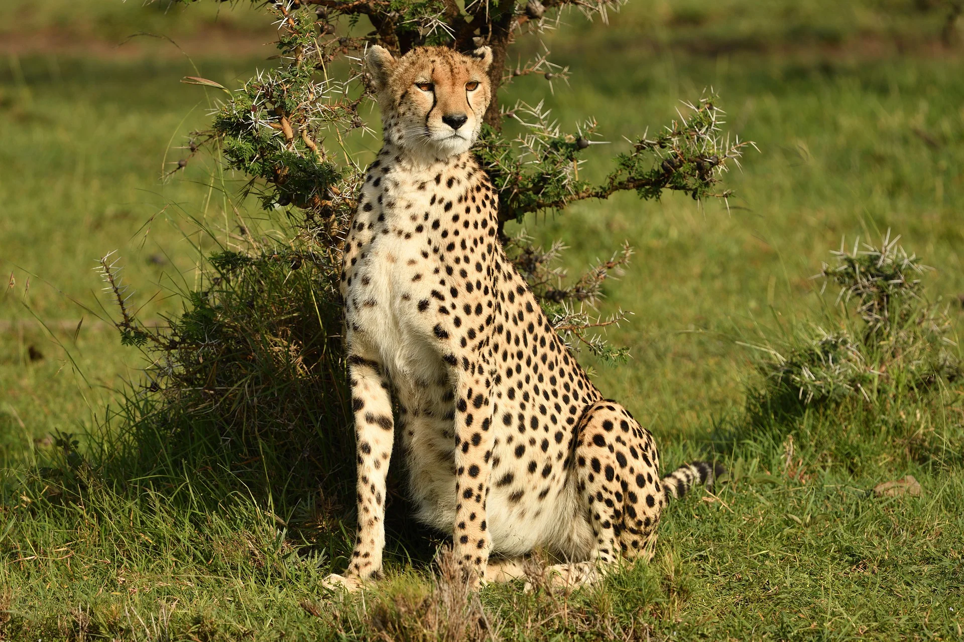 East African Cheetah - Masai Mara & Serengeti National Park 21 East African Cheetah - Cheetahs in Mara