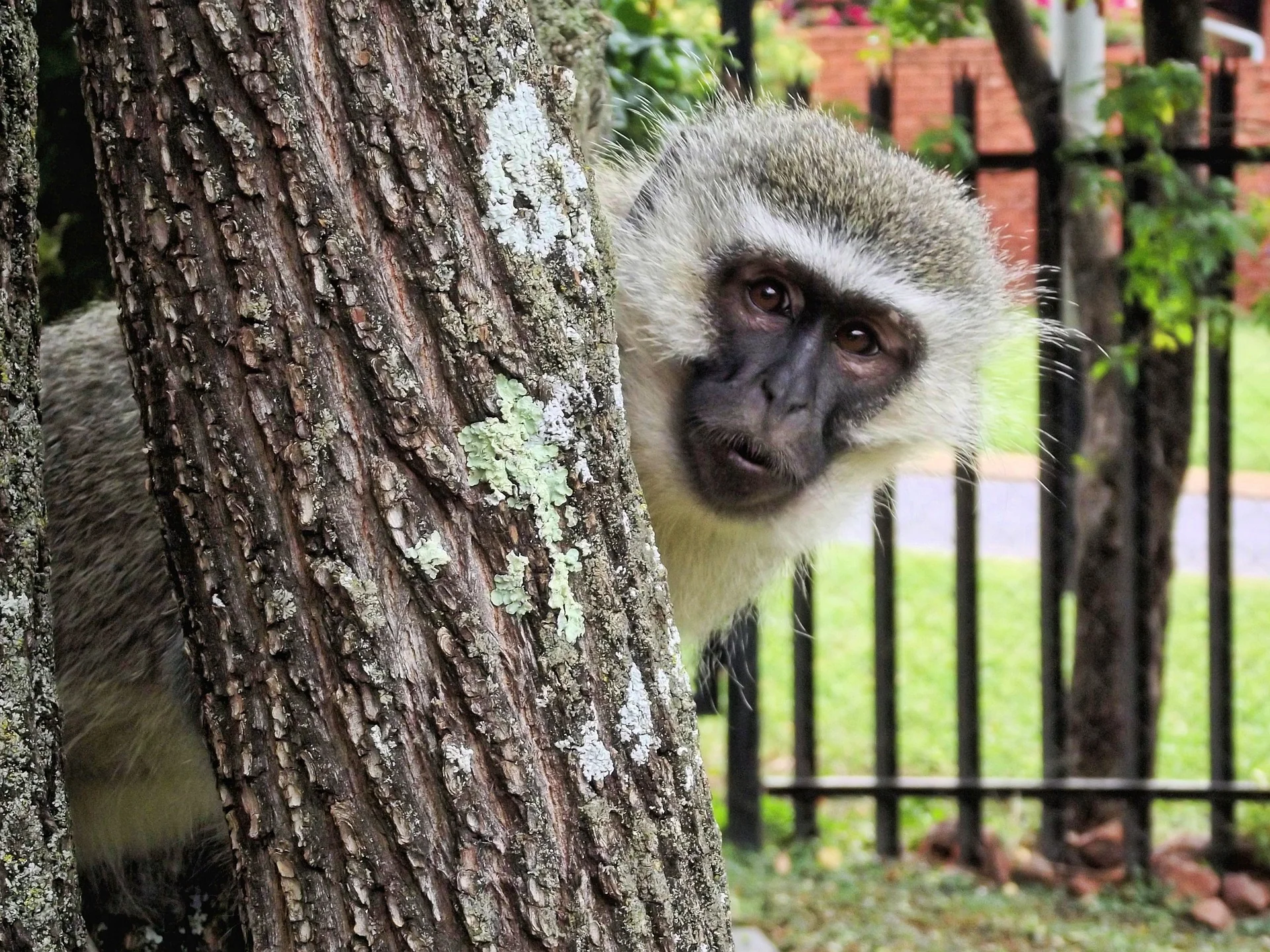 25 Places to Visit in Kenya for the Ultimate Safari Adventure 25 Places to Visit in Kenya - Monkey