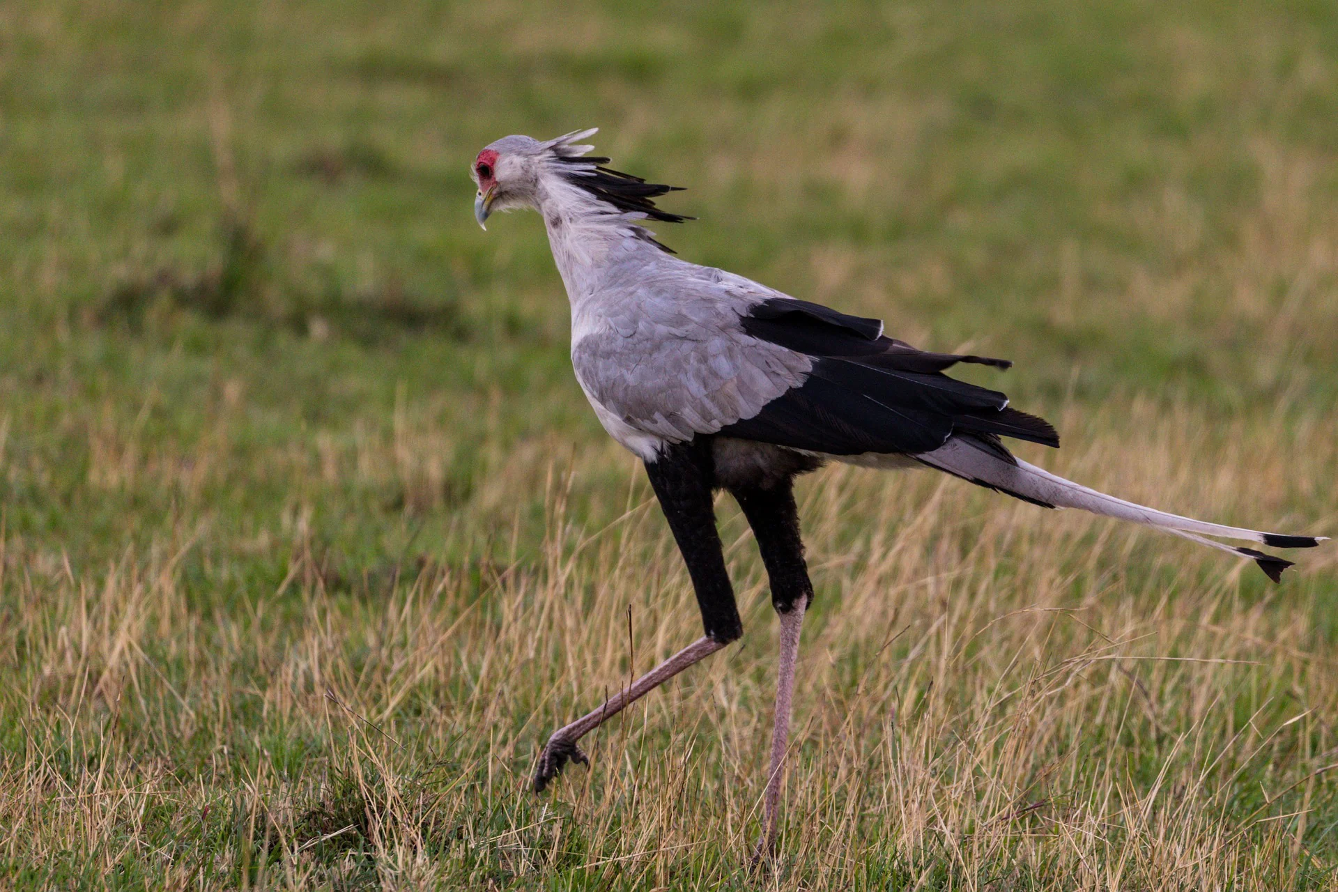 Bird Watching Tour