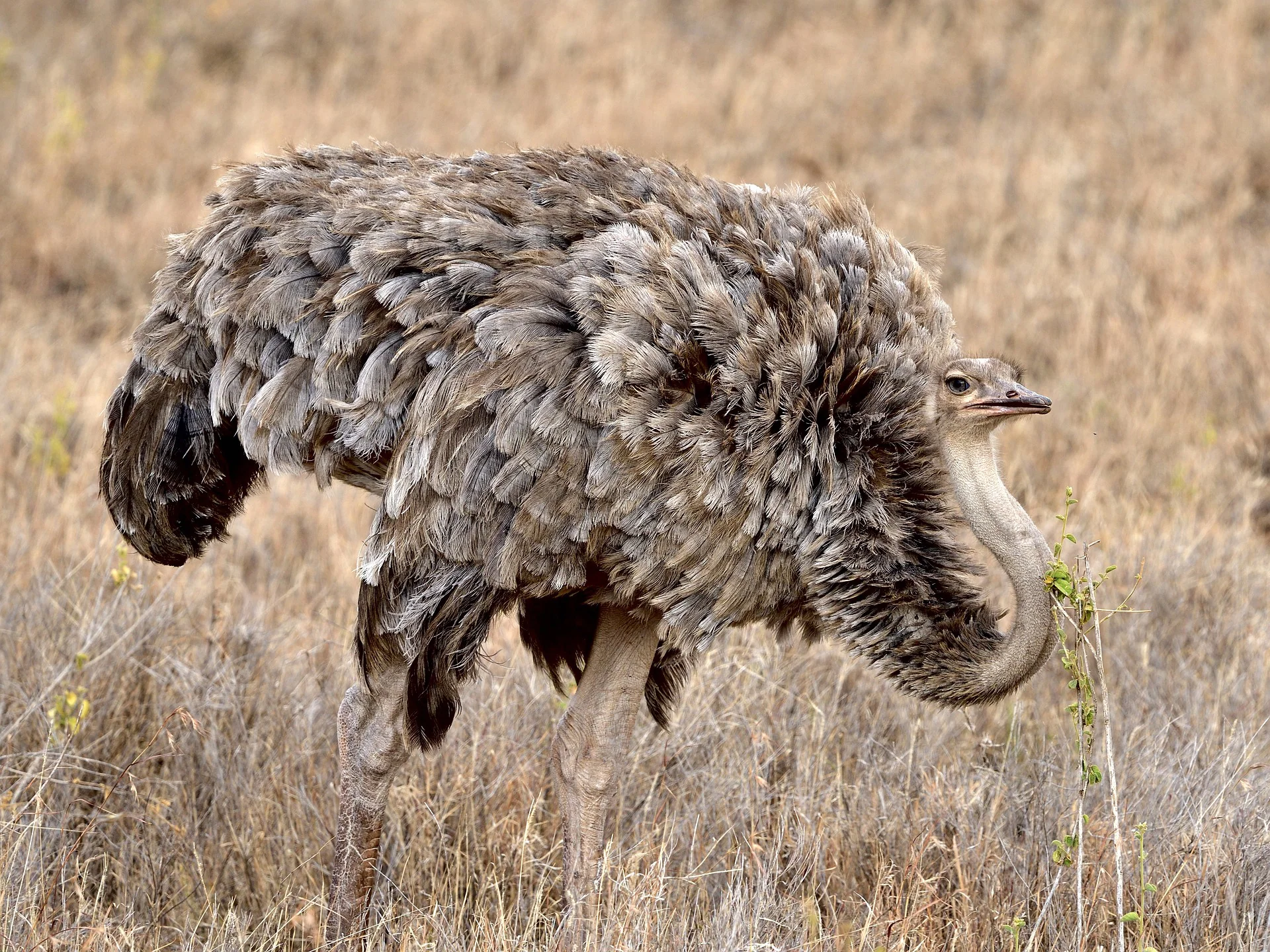 25 Places to Visit in Kenya for the Ultimate Safari Adventure 20 MasaiMaraSafari.in - Ostrich