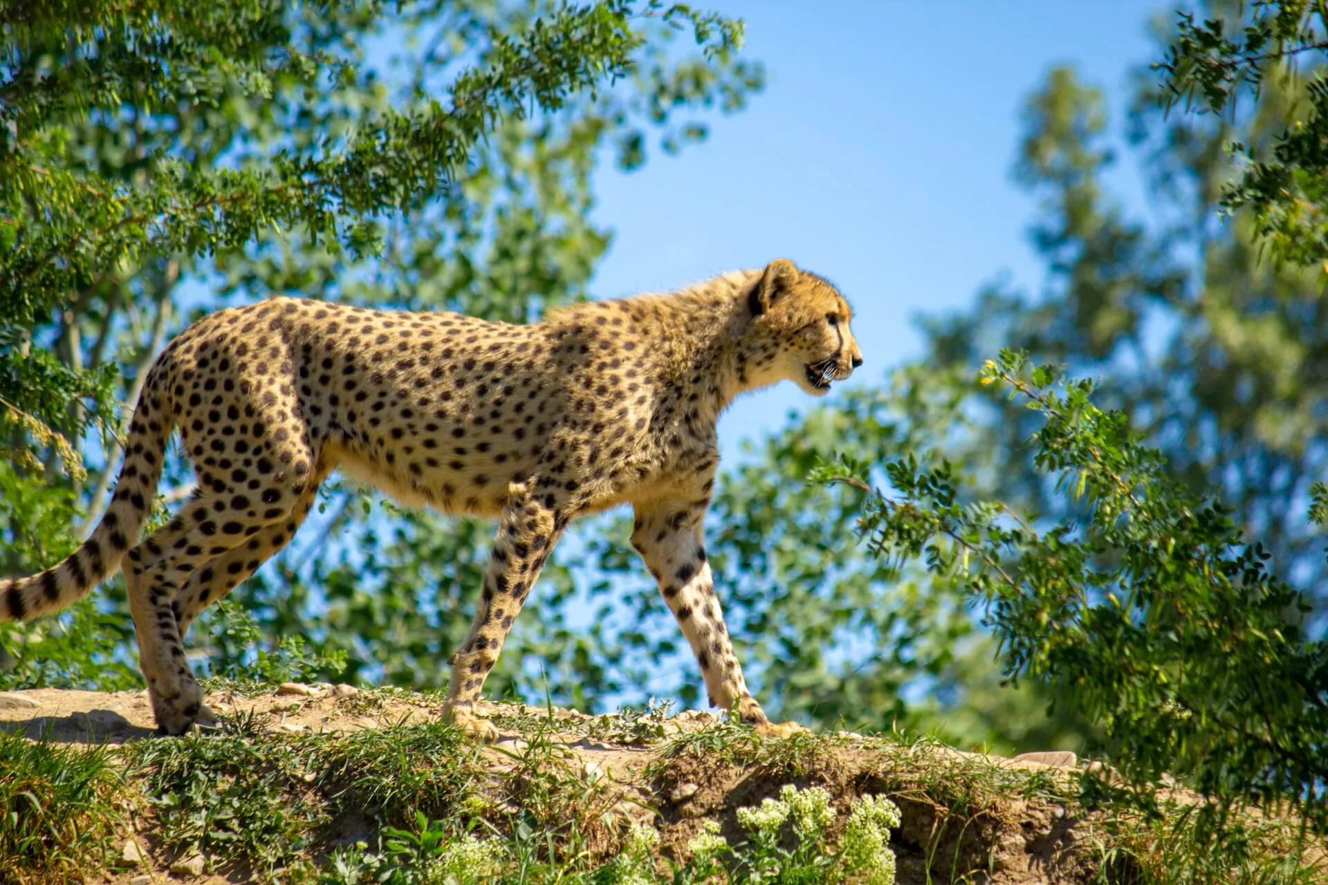 Mara Triangle