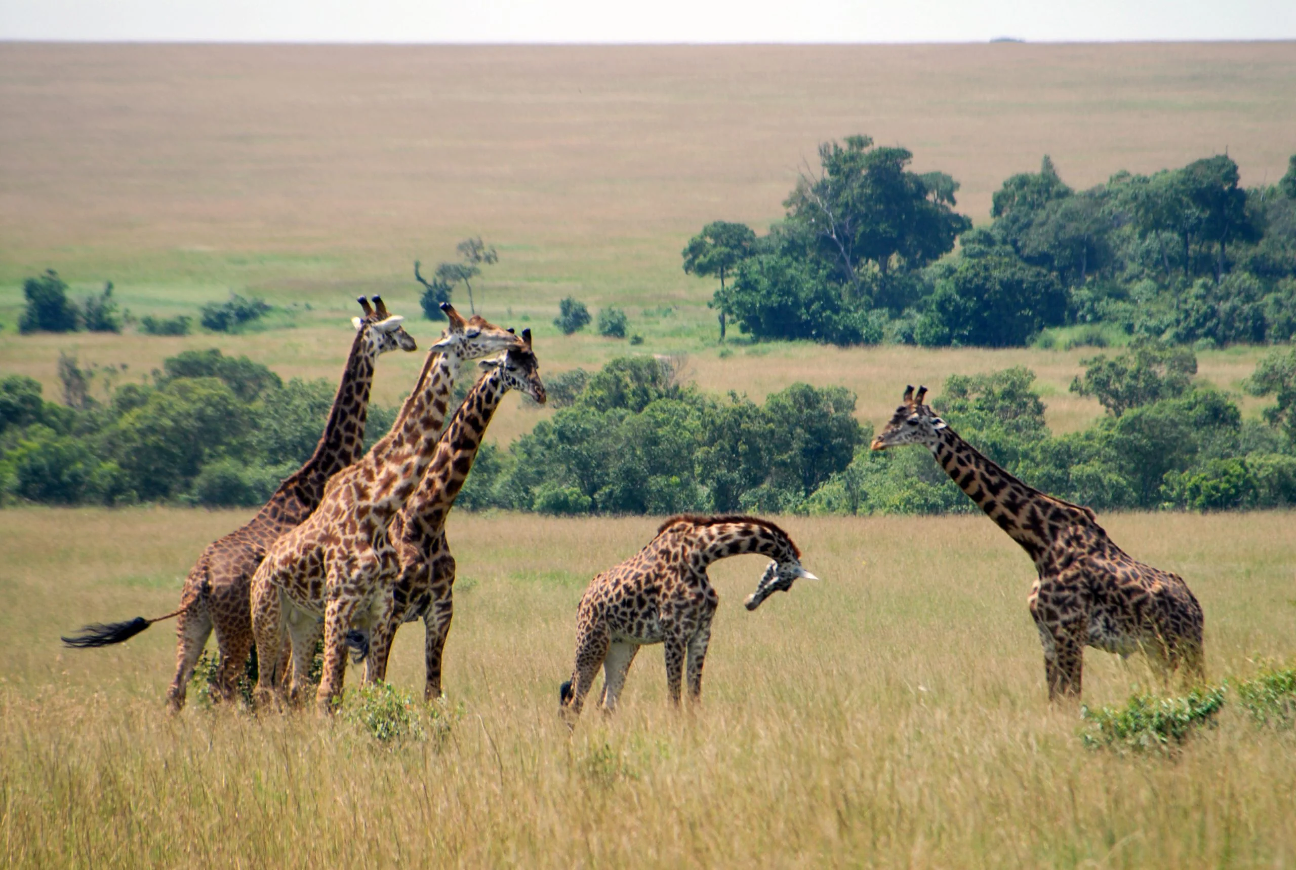 Masai Giraffe Facts, Habitat, Diet, Life Cycle, Pictures 5 Giraffe in Kenya Masai - Images