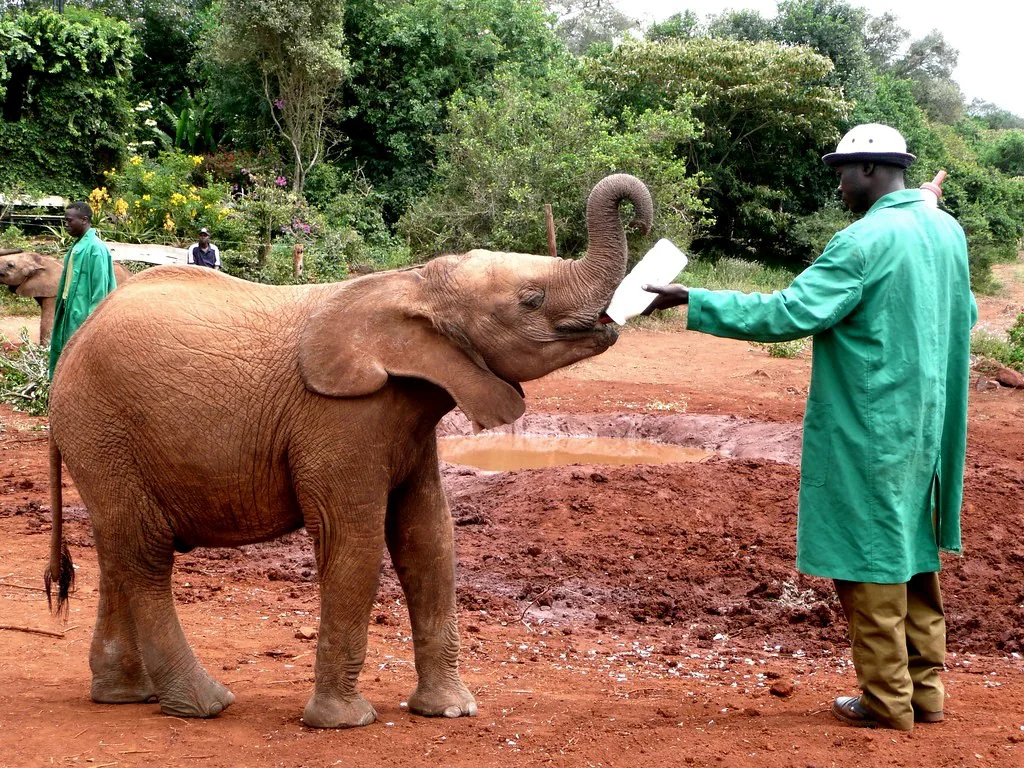 25 Places to Visit in Kenya for the Ultimate Safari Adventure 23 Places to Visit in Kenya - Elephant