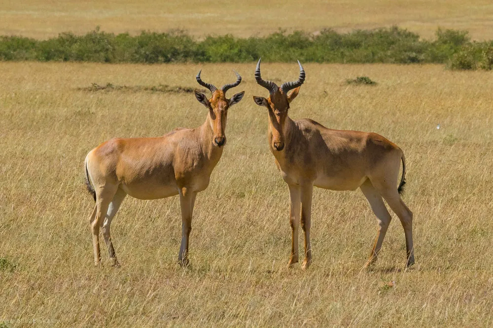 Ultimate 3 Day Kenya Safari Experience: Discover Wildlife & Adventure 1 3 day Kenya safari - impala