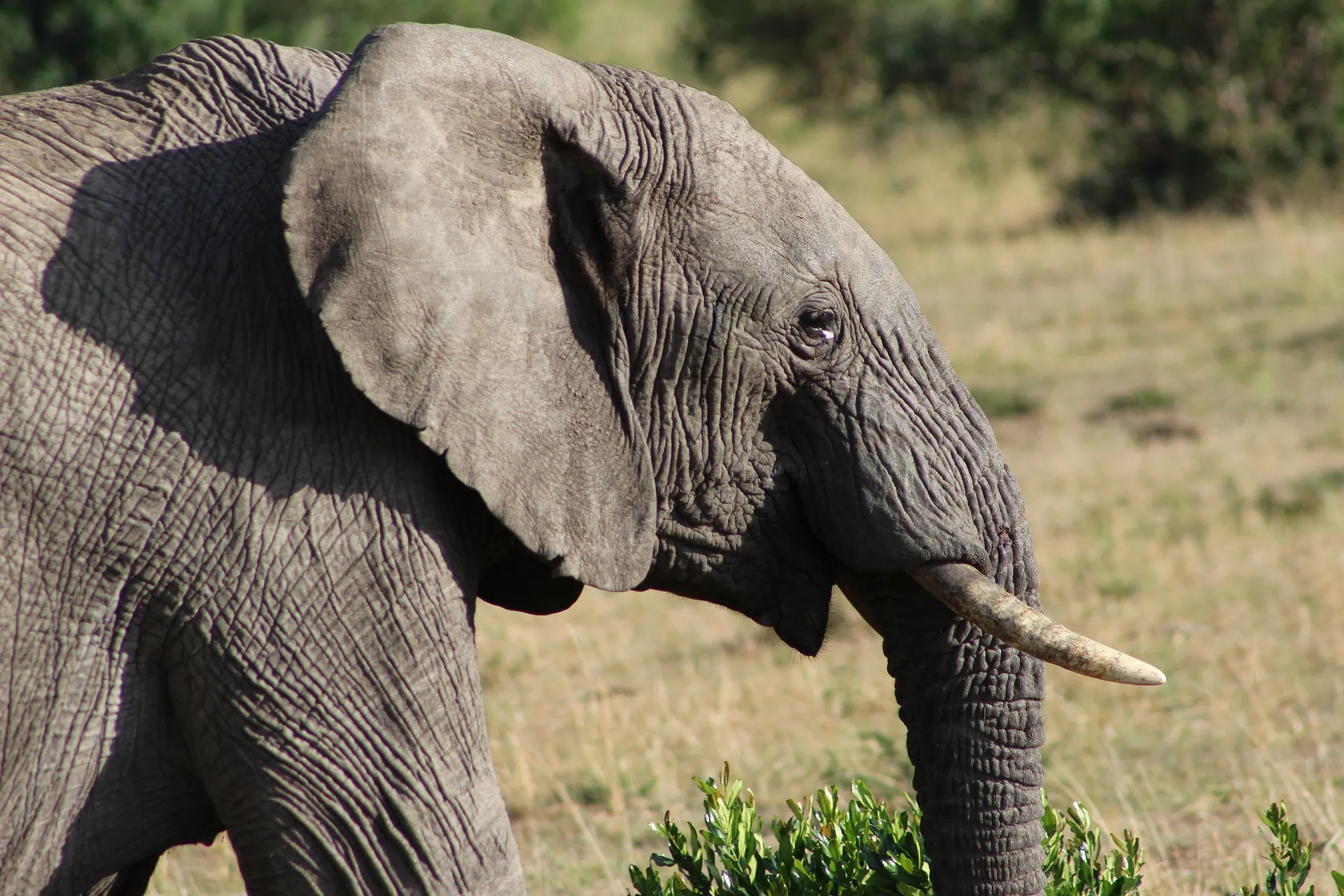 Ultimate 3 Day Kenya Safari Experience: Discover Wildlife & Adventure 2 3 day Kenya safari - elephant