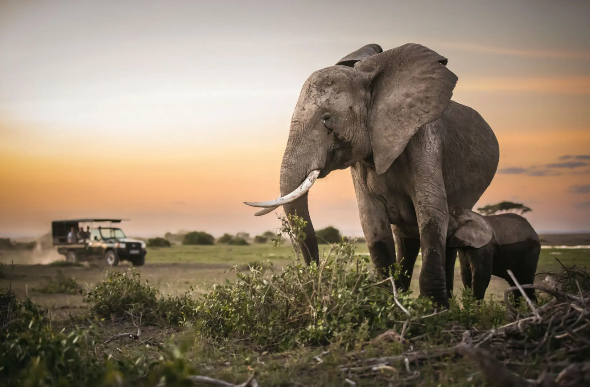 Elephant