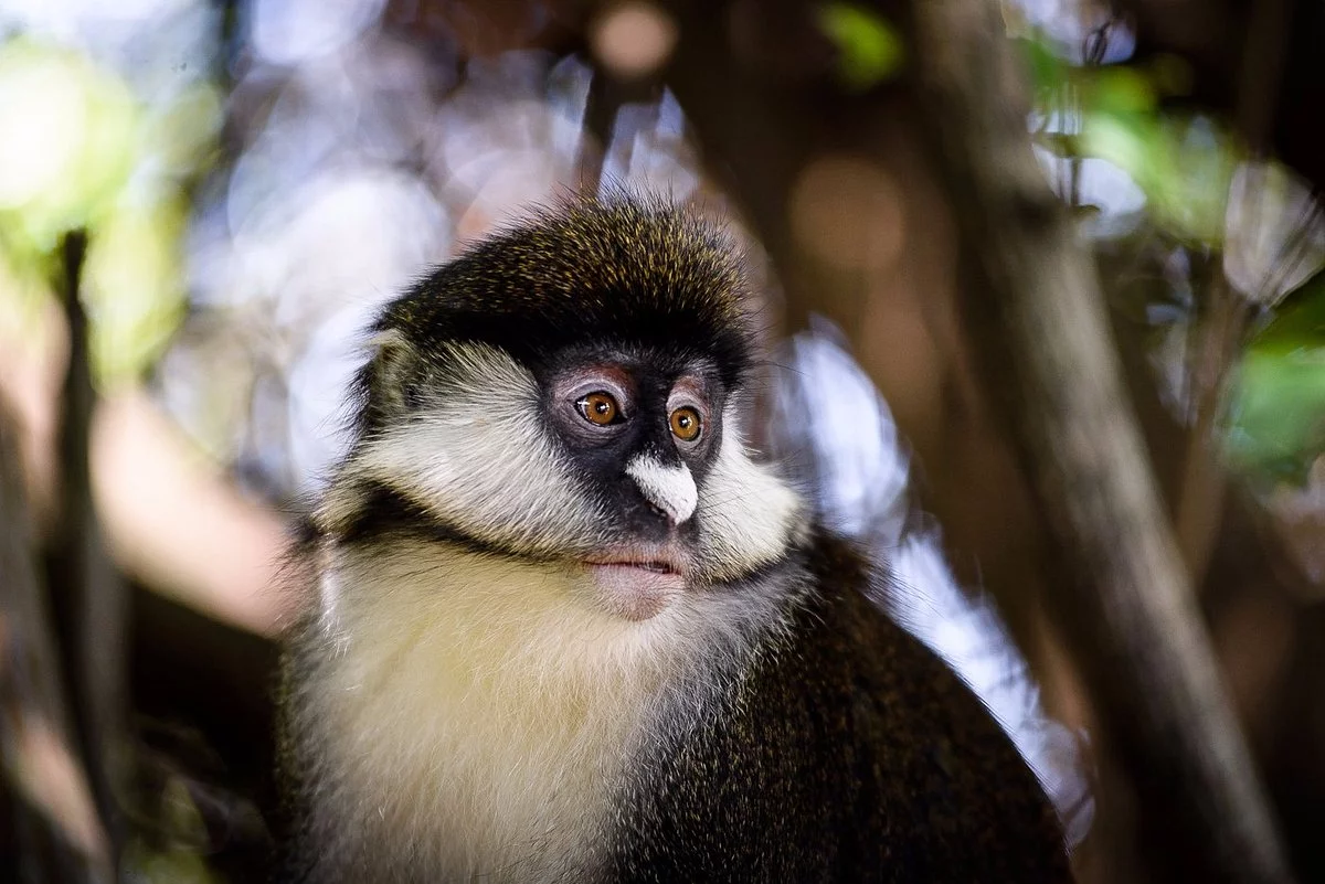 Game viewing with Sanctuary Olanana