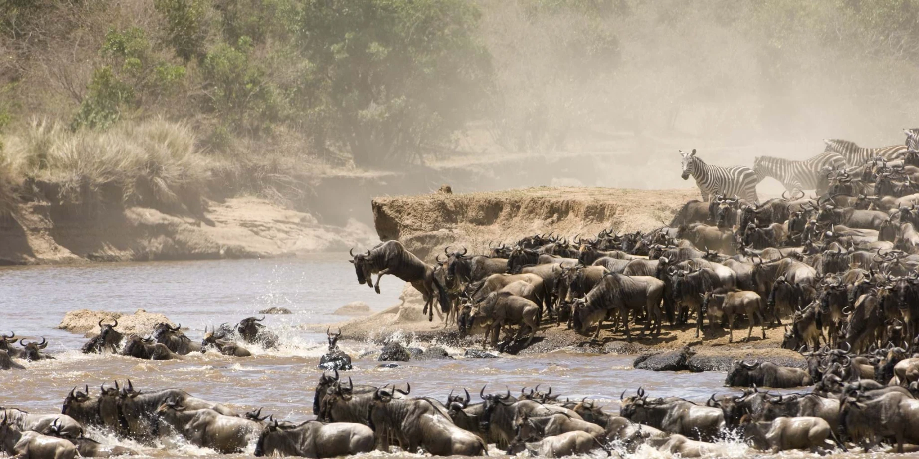 Wildebeests crossing river mara