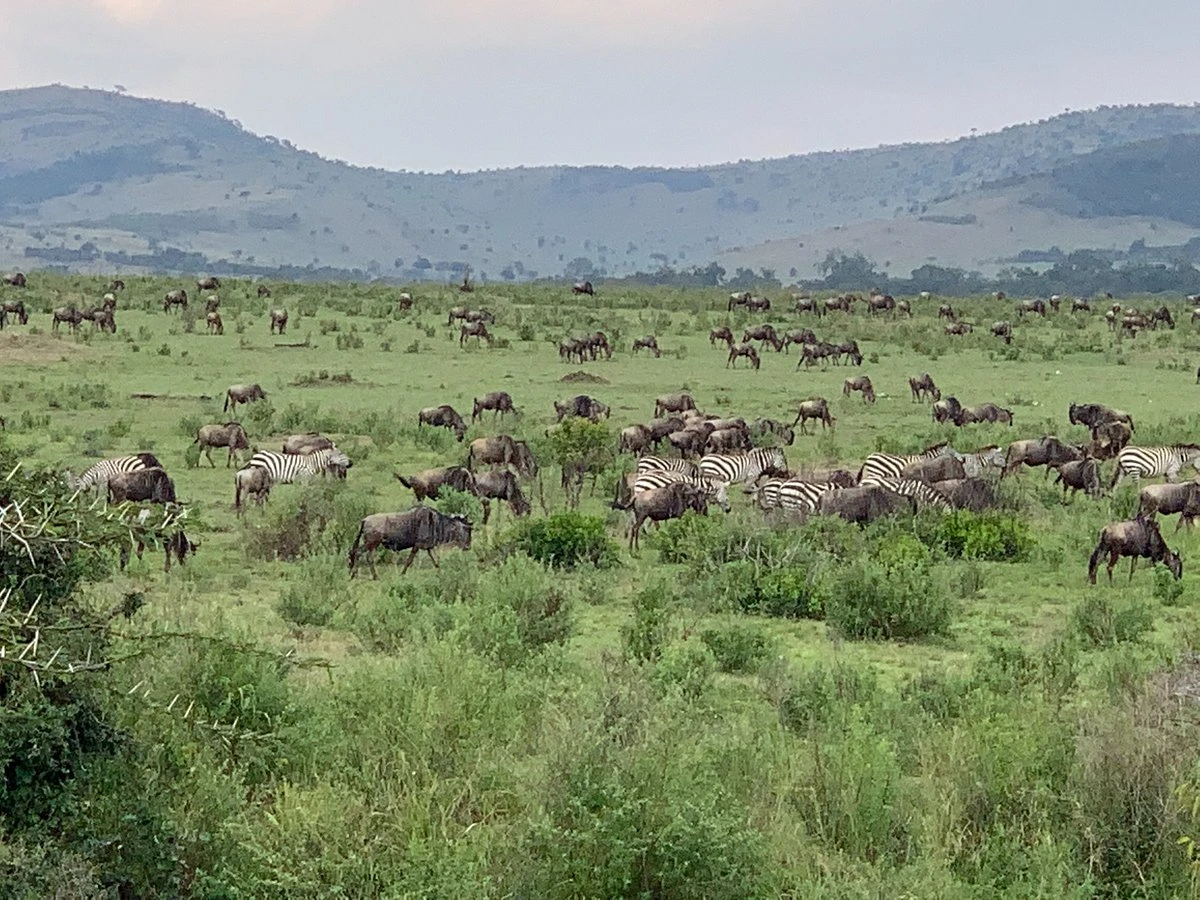 Salas Camp Masai Mara - Video Overview. 3 Game viewing of the great migration
