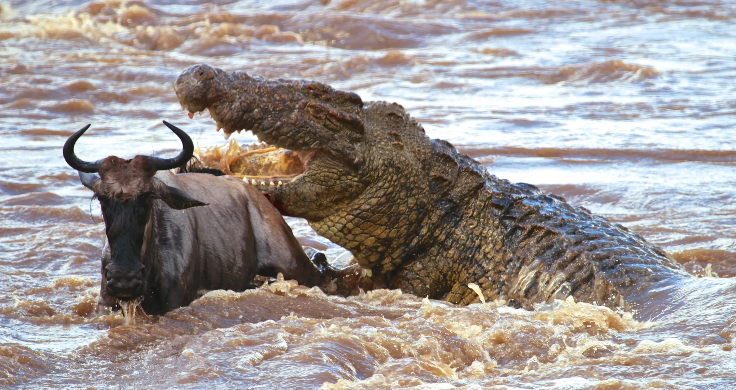 Crocodiles in river mara