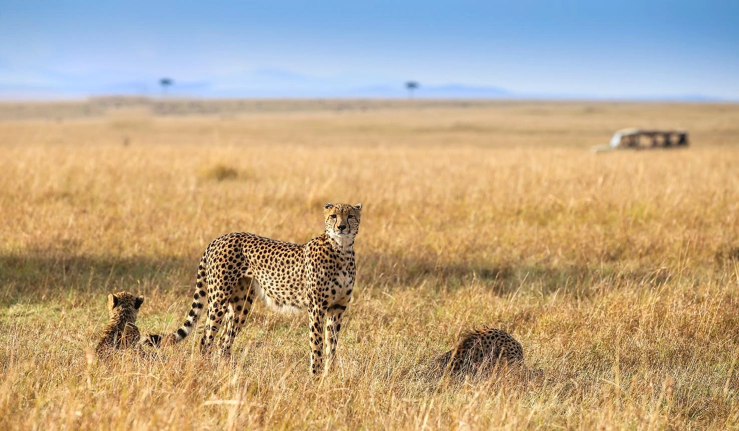 Serian Nkorobo Mobile Camp - Review, Photos, Video & Rates 3 Afternoon Game viewing at Maasai mara at serian