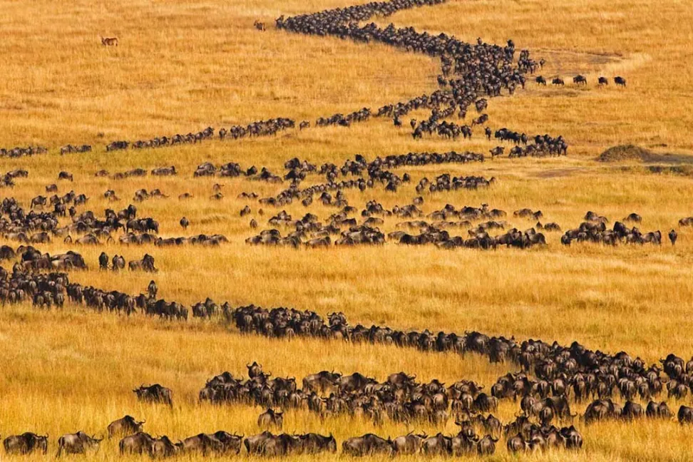 Wildebeests in the mara plains