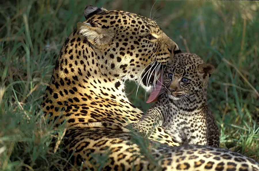 Masai Mara Wildlife 5 Leopard and its cub