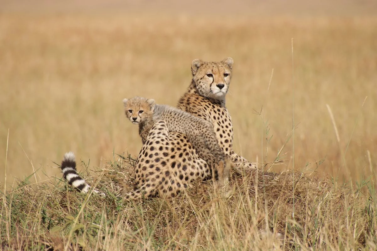 Wildlife at Sanctuary Olonana Safari Lodge