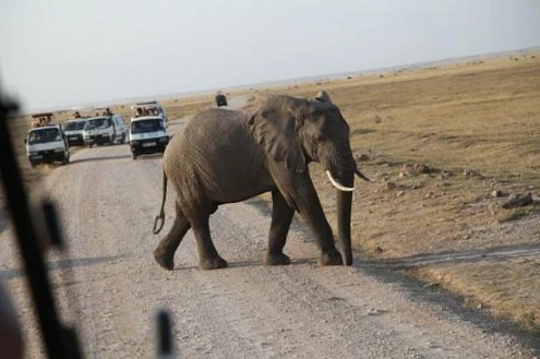 Evening game drive