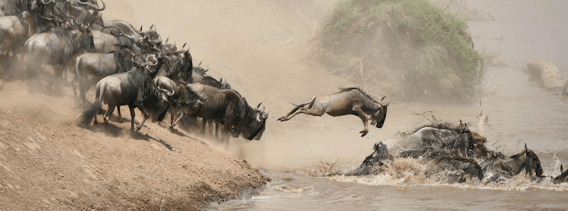 Wildebeest Migration 6 Migration River - AjKenyaSafaris.com
