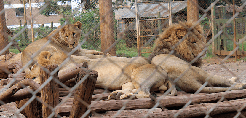 Kenya Wildlife Safari - Packages, Destinations, & More 35 AjKenyaSafaris.com-Masaimarasafari.in - Lions