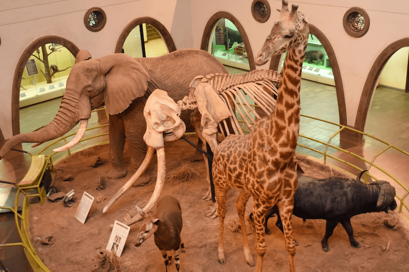 Kenya Wildlife Safari - Packages, Destinations, & More 36 AjKenyaSafaris.com-Masaimarasafari.in - Museum