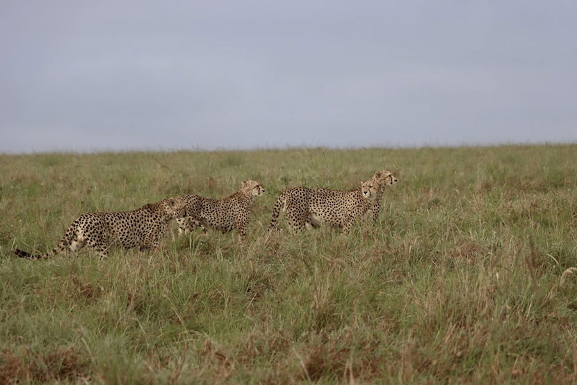 3 Days Masai Mara Budget Camping Safari - Itinerary, Quote, & More 2 3 Days Masai Mara Budget Safari - Cheetah