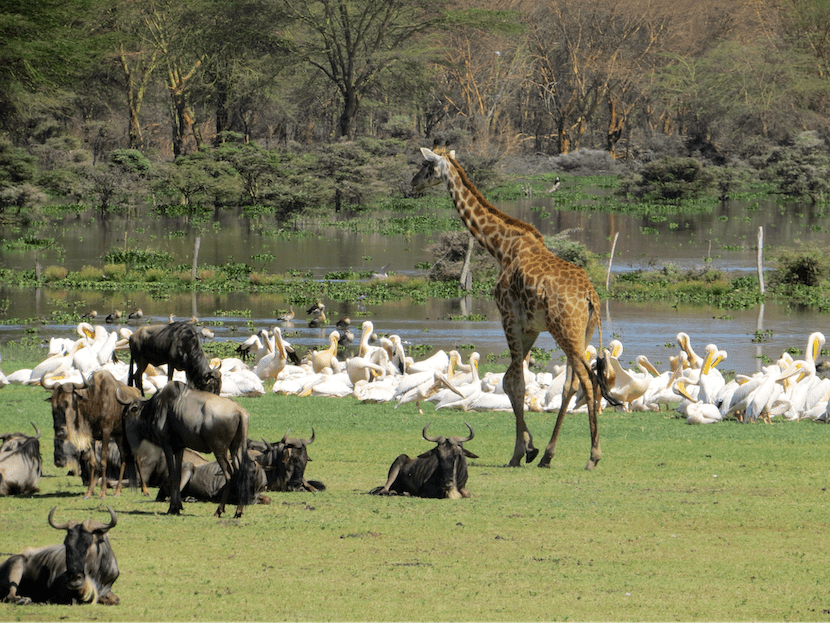 Kenya Wildlife Safari - Packages, Destinations, & More 26 AjKenyaSafaris.com-Masaimarasafari.in - Giraffe & Wildebeest