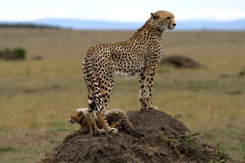 Masai Mara Safari Cost from India - The Complete Guide 4 Masai Mara adventure Cost from India - Cheeta