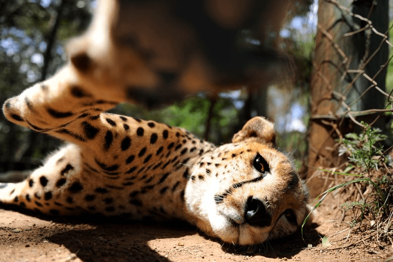 Kenya Wildlife Safari - Packages, Destinations, & More 34 AjKenyaSafaris.com-Masaimarasafari.in - Cheetah
